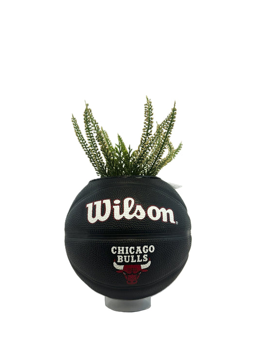 BULLS MINI